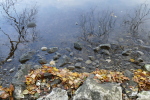 Vorschaubild Bodenseeufer mit Herbstlaub und Spiegelungen_2015_10_30--15-19-44.jpg 