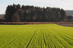 Vorschaubild Gruenes Feld und Waeldchen_2015_11_07--15-42-50.jpg 