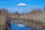 Vorschaubild Herbstlandschaft im Schleienloch, Fussach_2014_11_16--15-27-04.jpg 