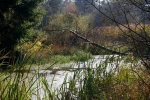 Vorschaubild Herbstliches Hudelmoos_2006_10_30--12-39-07.jpg 