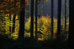 Vorschaubild Herbstwald am Tannenberg_2008_10_11--15-15-01.jpg 