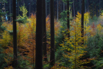 Vorschaubild Herbstwald am Tannenberg_2010_10_30--13-38-48.jpg 