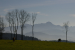 Vorschaubild Kahle Baumsilhoutten und Alpstein im Gegenlicht, Tannenberg_2005_11_12--14-11-58.jpg 