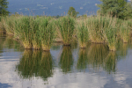 Vorschaubild Schleienloch bei Fussach_2005_06_17--18-51-27.jpg 