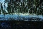 Vorschaubild Weide wirft Schatten aufs Uferwasser_2012_09_08--11-04-34.jpg 
