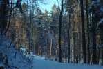 Vorschaubild Winterwald am Tannenberg_2010_12_04--16-10-34.jpg 