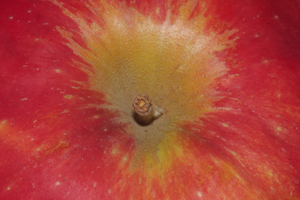 Skaliertes Bild Apfel,_2009_06_26--14-53-36.jpg 