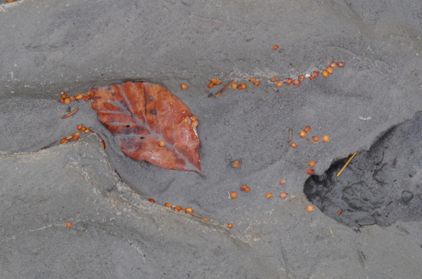 Skaliertes Bild Blaettchen und Samen im Uferschlamm_2014_12_14--11-31-50.jpg 