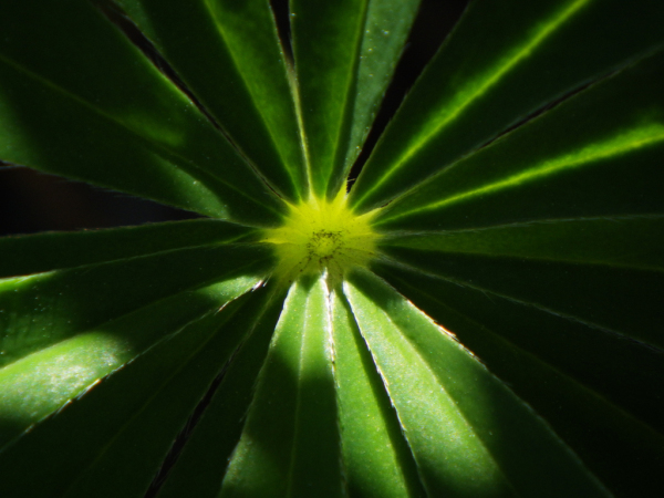 Skaliertes Bild Blatt leuchtet im Sonnenstrahl auf_2013_06_16--14-32-22.jpg 