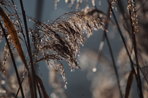 Skaliertes Bild Duerre Schilfwedel_2015_12_27--11-48-51.jpg 