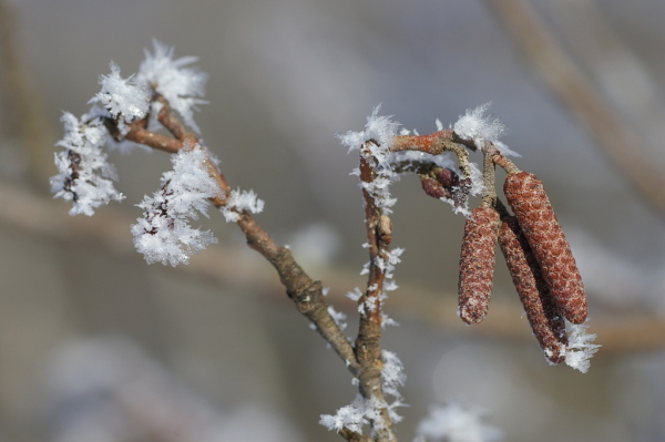 Skaliertes Bild Eiskristalle an Blaettern und Zweigen_2006_01_13--12-19-14.jpg 