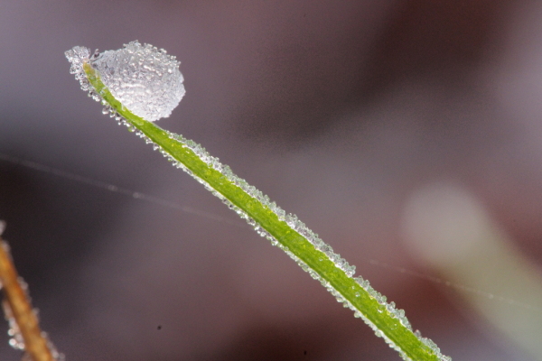Skaliertes Bild Gefrorener Wasssertropfen am Gras_2015_12_27--12-16-52.jpg 