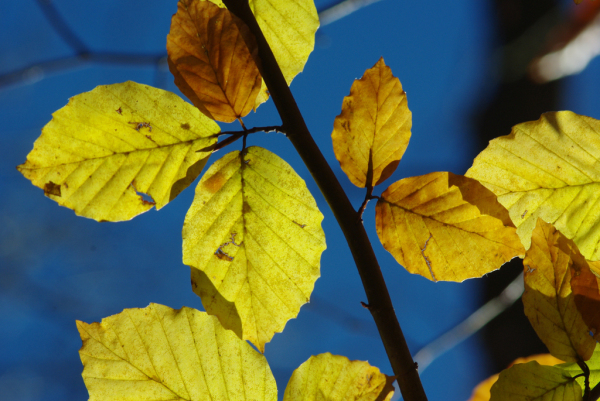 Skaliertes Bild Herbstblaetter im Gegenlicht_2012_11_05--11-22-14.jpg 