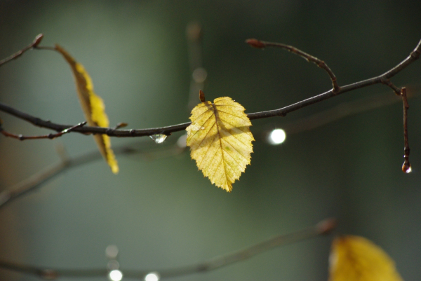 Skaliertes Bild Herbstblatt im Gegenlicht_2012_11_18--15-04-52.jpg 