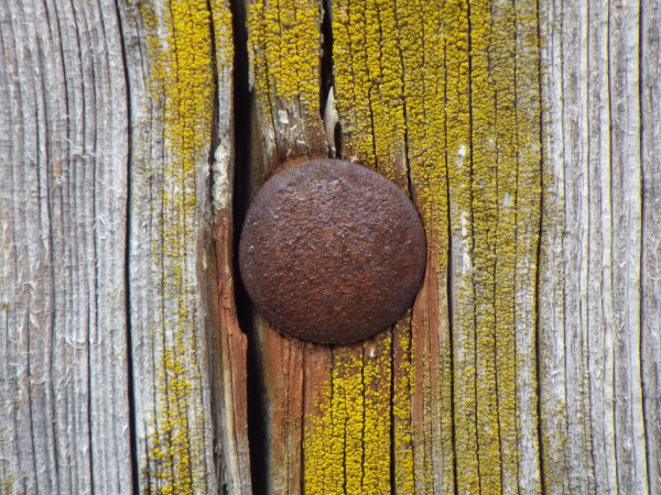 Skaliertes Bild Rostiger Nagelkopf in altem Zaunpfahl_2013_03_09--15-34-56.jpg 