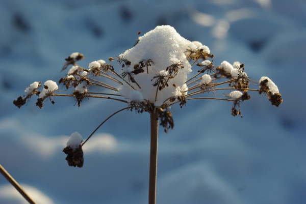 Skaliertes Bild Schnee auf duerrem Kerbel_2010_12_04--15-55-06.jpg 