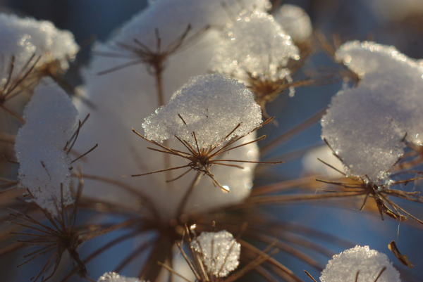 Skaliertes Bild Schnee auf duerrem Kerbel_2010_12_04--15-59-11.jpg 