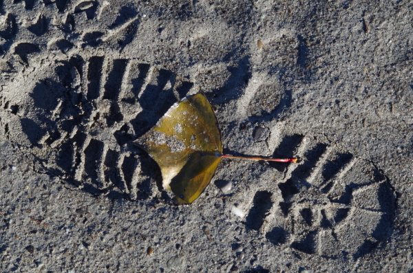 Skaliertes Bild Schuhabdruck im Ufersand am Rhein_2014_11_16--15-02-26.jpg 