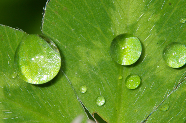 Skaliertes Bild Wassertropfen an Kleeblatt_2008_06_17--17-58-52.jpg 