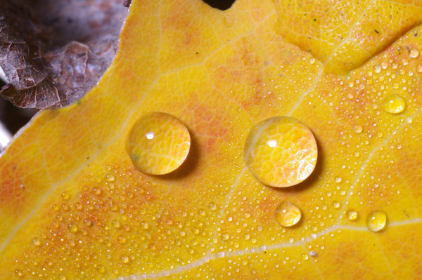 Skaliertes Bild Wassertropfen auf Herbstblatt_2008_10_19--16-01-10.jpg 
