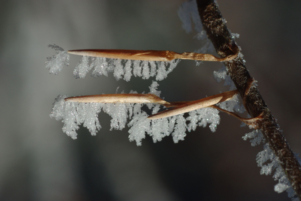 Skaliertes Bild Zweig mit Frostkristallen_2009_01_12--11-32-13.jpg 