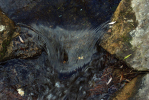 Vorschaubild Stein im Bach, Wasserwirbel_2013_12_15--13-39-16.jpg 