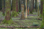 Vorschaubild 2026_02_02--13-41-15.jpg 