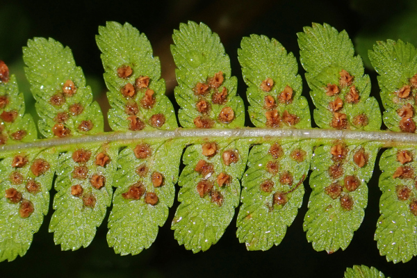 Skaliertes Bild Aspidiaceae, Dryopteris filix-mas, Wurmfarn, Blattunterseite, Sporen_2023_11_09--10-23-22.jpg 