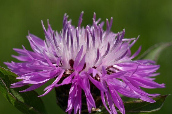 Skaliertes Bild Asteraceae, Centaurea, Flockenblume, Bluete_2005_06_03--14-29-26.jpg 