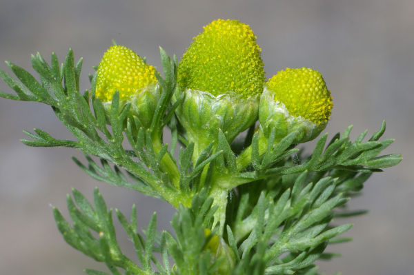 Skaliertes Bild Asteraceae, Matricaria discoidea, Kamille_2005_06_24--13-54-37.jpg 