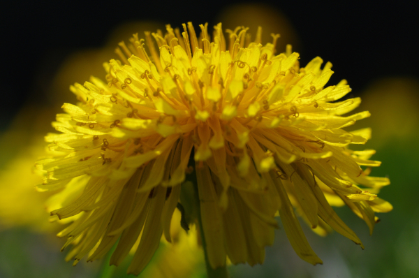 Skaliertes Bild Asteraceae, Taraxacum, Loewenzahn_2011_04_25--10-16-59.jpg 