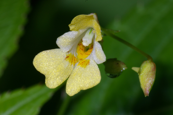 Skaliertes Bild Balsaminaceae, Impatiens parviflora, Kleines Springkraut_2005_06_18--10-49-59.jpg 