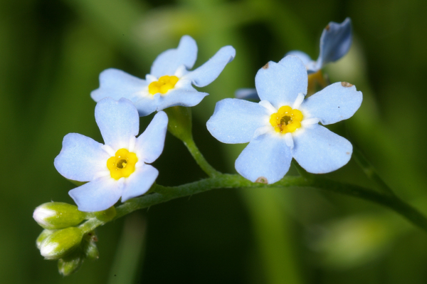 Skaliertes Bild Boraginaceae, Myosotis sylvatica, Wald-Vergissmeinnicht_2005_05_29--09-19-57.jpg 