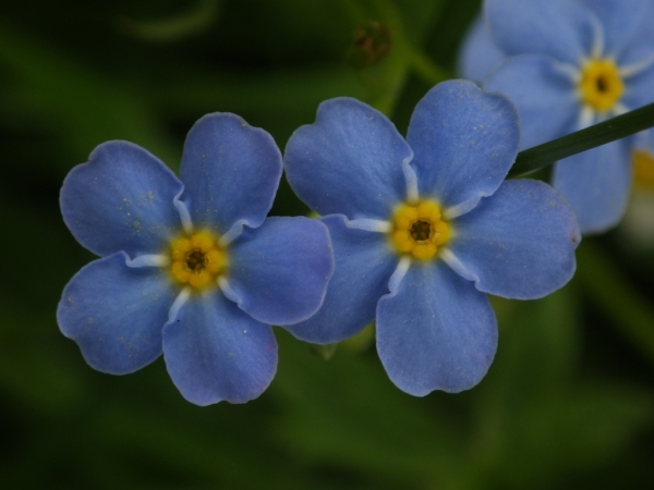 Skaliertes Bild Boraginaceae, Myyosotis, Vergissmeinnicht, Blueten_2015_05_25--17-23-41.jpg 