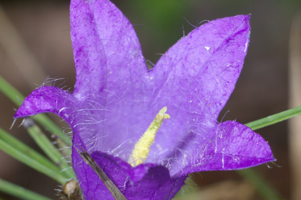 Skaliertes Bild Campanulaceae, Campanula trachelium, Nesselblaettrige Glockenblume_2005_09_09--11-27-35.jpg 