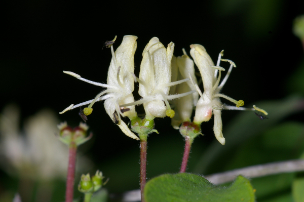 Skaliertes Bild Caprifoliaceae, Lonicera, Heckenkirsche_2005_05_17--19-28-23.jpg 