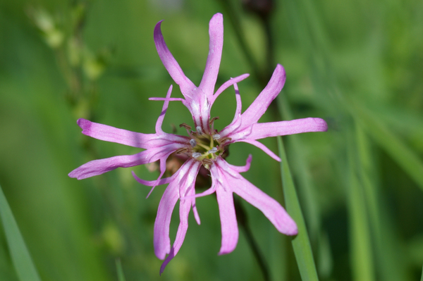 Skaliertes Bild Caryophyllaceae, Lychnis flos-cuculi, Kuckucks-Lichtnelke_2005_05_28--15-45-43.jpg 