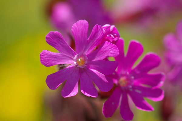 Skaliertes Bild Caryophyllaceae, Silene dioica, Rote Waldnelke_2005_06_11--13-21-24.jpg 