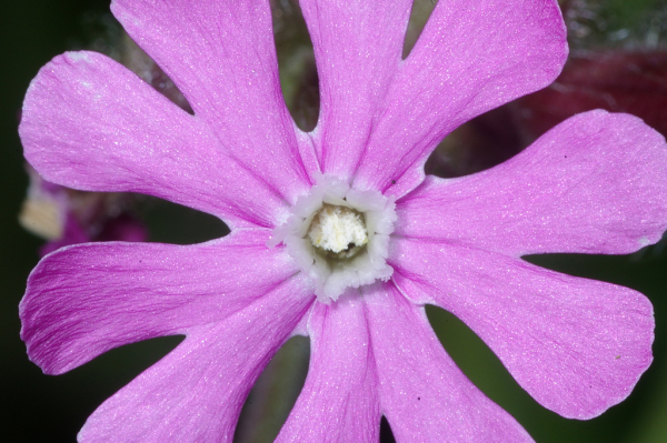 Skaliertes Bild Caryophyllaceae, Silene dioica, Rote Waldnelke_2007_05_17--08-20-33.jpg 