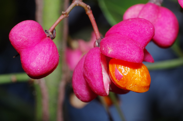 Skaliertes Bild Celastraceae, Euonymus europaeus, Pfaffenhut, Frucht_2012_10_02--10-57-33.jpg 