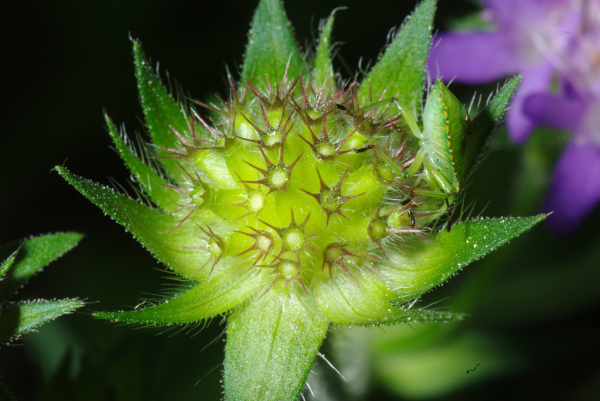 Skaliertes Bild Dipsacaceae, Knautia arvensis, Skabiose_2010_07_25--11-10-45.jpg 