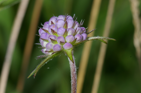 Skaliertes Bild Dipsacaceae, Knautia, Skabiose, Bluete_2005_07_29--13-45-11.jpg 