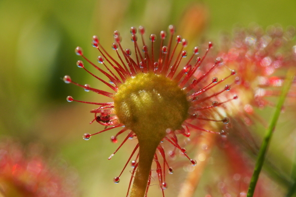 Skaliertes Bild Droseraceae, Drosera rotundifolia, Rundblaettriger Sonnentau_2015_06_05--10-05-39.jpg 