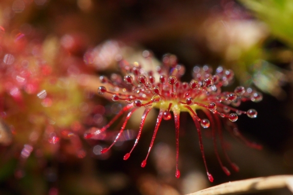 Skaliertes Bild Droseraceae, Drosera rotundifolia, Rundblaettriger Sonnentau_2015_06_05--10-09-02.jpg 