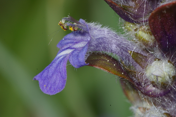 Skaliertes Bild Lamiaceae, Ajuga reptans, Kriechender Guensel_2005_01_01--02-54-03.jpg 