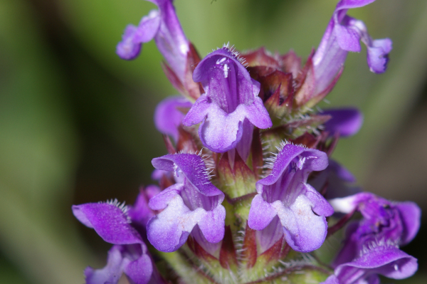 Skaliertes Bild Lamiaceae, Glechoma hederacea, Gundelrebe_2005_06_18--10-24-24.jpg 