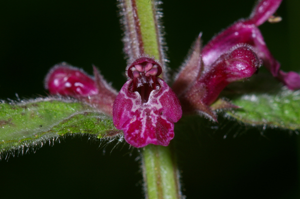 Skaliertes Bild Lamiceae, Stachys sylvatica, Wald-Ziest_2005_06_18--09-59-57.jpg 