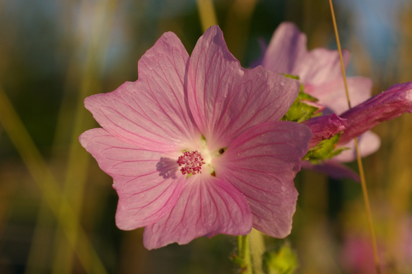 Skaliertes Bild Malvaceae, Malva, Malven-Bluete_2005_06_20--20-22-47.jpg 
