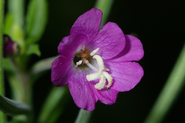 Skaliertes Bild Onagraceae, Epilobium hirsutum, Weidenroeschen, Bluete_2006_08_26--16-55-20.jpg 