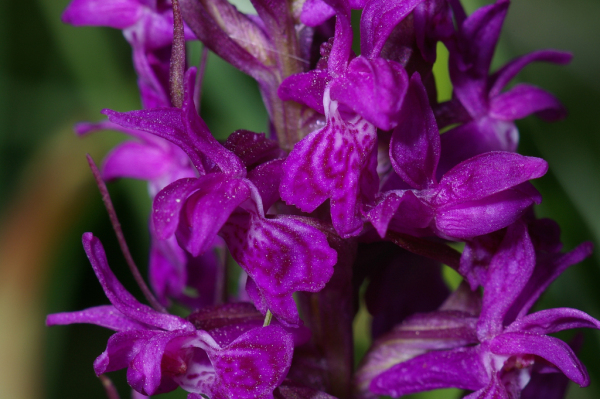 Skaliertes Bild Orchidaceae, Dactylorhiza majalis, Knabenkraut_2005_05_29--09-58-13.jpg 